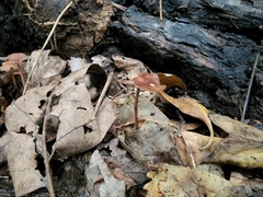 Collybiopsis biformis