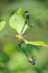 Ophiogomphus anomalus