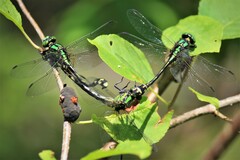 Ophiogomphus anomalus