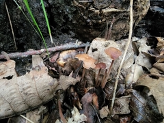 Collybiopsis biformis