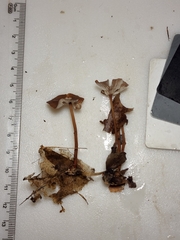 Collybiopsis biformis