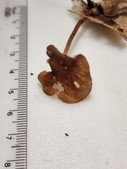 Collybiopsis biformis