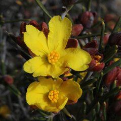 Hibbertia exasperata