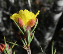 Hibbertia exasperata