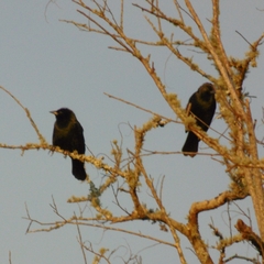 Agelasticus cyanopus
