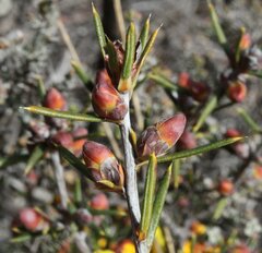 Hibbertia exasperata