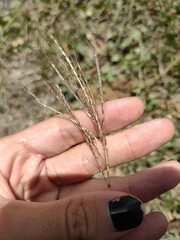Dichanthium annulatum annulatum
