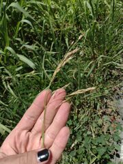 Sorghum × drummondii