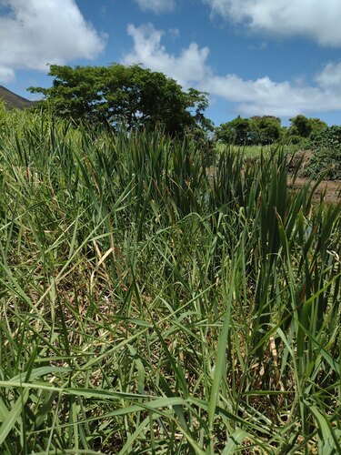 Typha, 2022-08-03