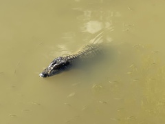 Caiman yacare