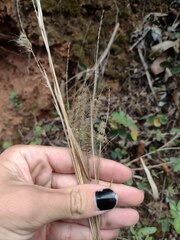 Cenchrus polystachios