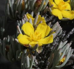 Hibbertia hemignosta