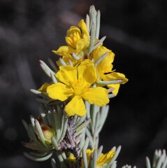 Hibbertia hemignosta