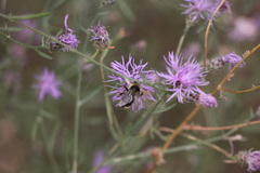 Bombus occidentalis