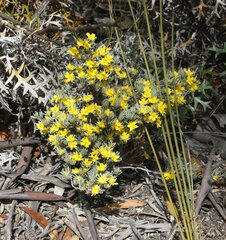 Hibbertia hemignosta