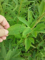 Rudbeckia subtomentosa