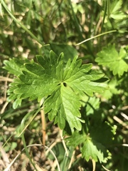 Potentilla flabellifolia