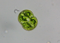 Cosmarium pseudoconnatum