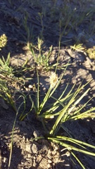Carex douglasii