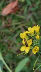 Episyrphus viridaureus