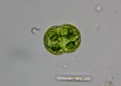 Cosmarium pseudoconnatum