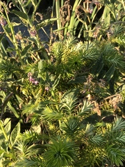 Myriophyllum aquaticum