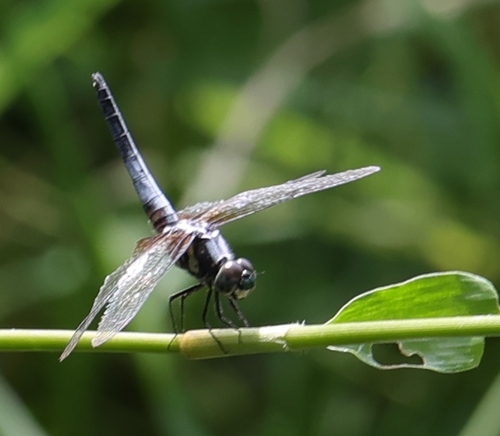 Oriental Blue Dasher photo 6