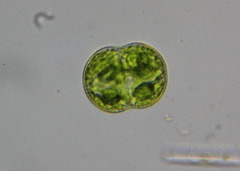 Cosmarium pseudoconnatum