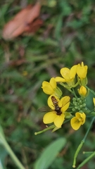 Episyrphus viridaureus