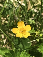Potentilla flabellifolia