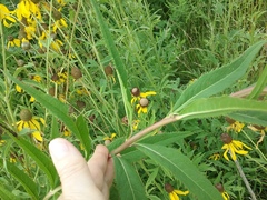 Vernonia fasciculata