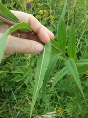Vernonia fasciculata