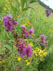 Vernonia fasciculata