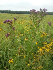 Vernonia fasciculata