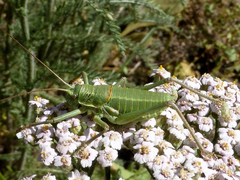 Ephippiger terrestris