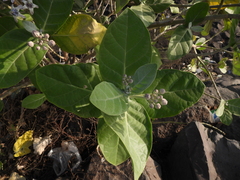 Calotropis gigantea