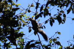 Sciurus oculatus