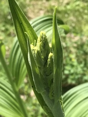 Veratrum viride