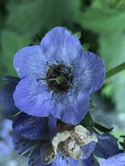 Phacelia bolanderi
