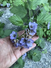 Phacelia bolanderi