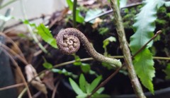 Goniophlebium persicifolium