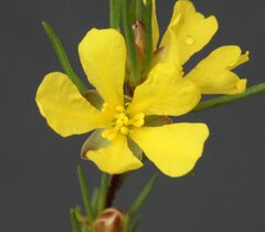 Hibbertia hemignosta