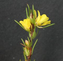 Hibbertia hemignosta