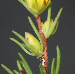 Hibbertia hemignosta