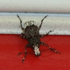 Eurymycter