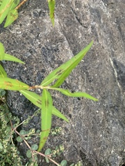 Persicaria