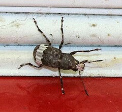 Eurymycter