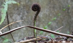 Goniophlebium persicifolium