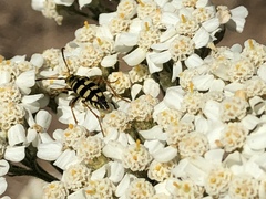 Stenostrophia tribalteata