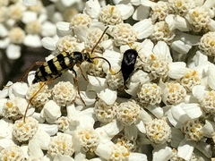 Stenostrophia tribalteata